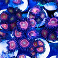 ACI Cultured Mohawk Zoanthids – Small – Live Zoanthid Coral