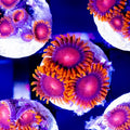 ACI Cultured Orange Bam Bam Zoanthids – Small – Live Zoanthid Coral