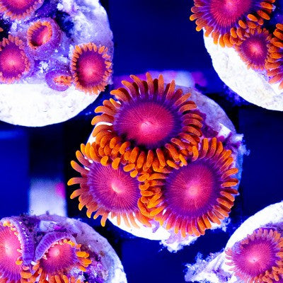 ACI Cultured Orange Bam Bam Zoanthids – Small – Live Zoanthid Coral