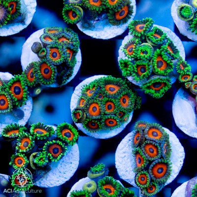 ACI Cultured Orange Sherbert Zoanthids – Small – Live Zoanthid Coral