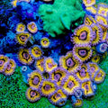 ACI Cultured Stratocaster Zoanthids – Small – Live Zoanthid Coral