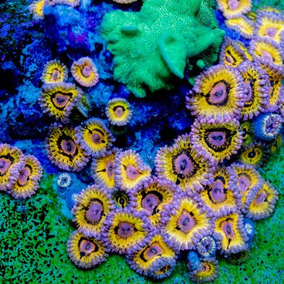 ACI Cultured Stratocaster Zoanthids – Small – Live Zoanthid Coral