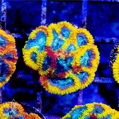ACI Yellow Submarine Dipsastraea Coral – Small – Live LPS Coral
