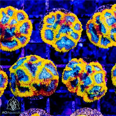 ACI Yellow Submarine Dipsastraea Coral – Small – Live LPS Coral