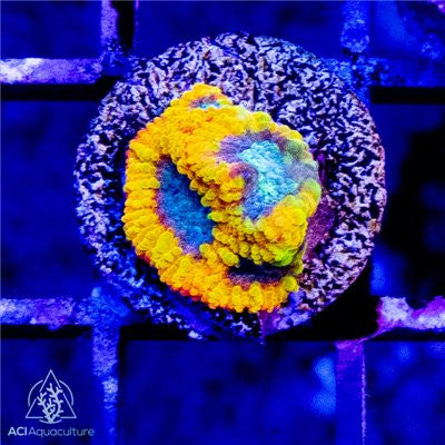 ACI Yellow Submarine Dipsastraea Coral – Small – Live LPS Coral