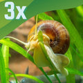Albino Mystery Snail