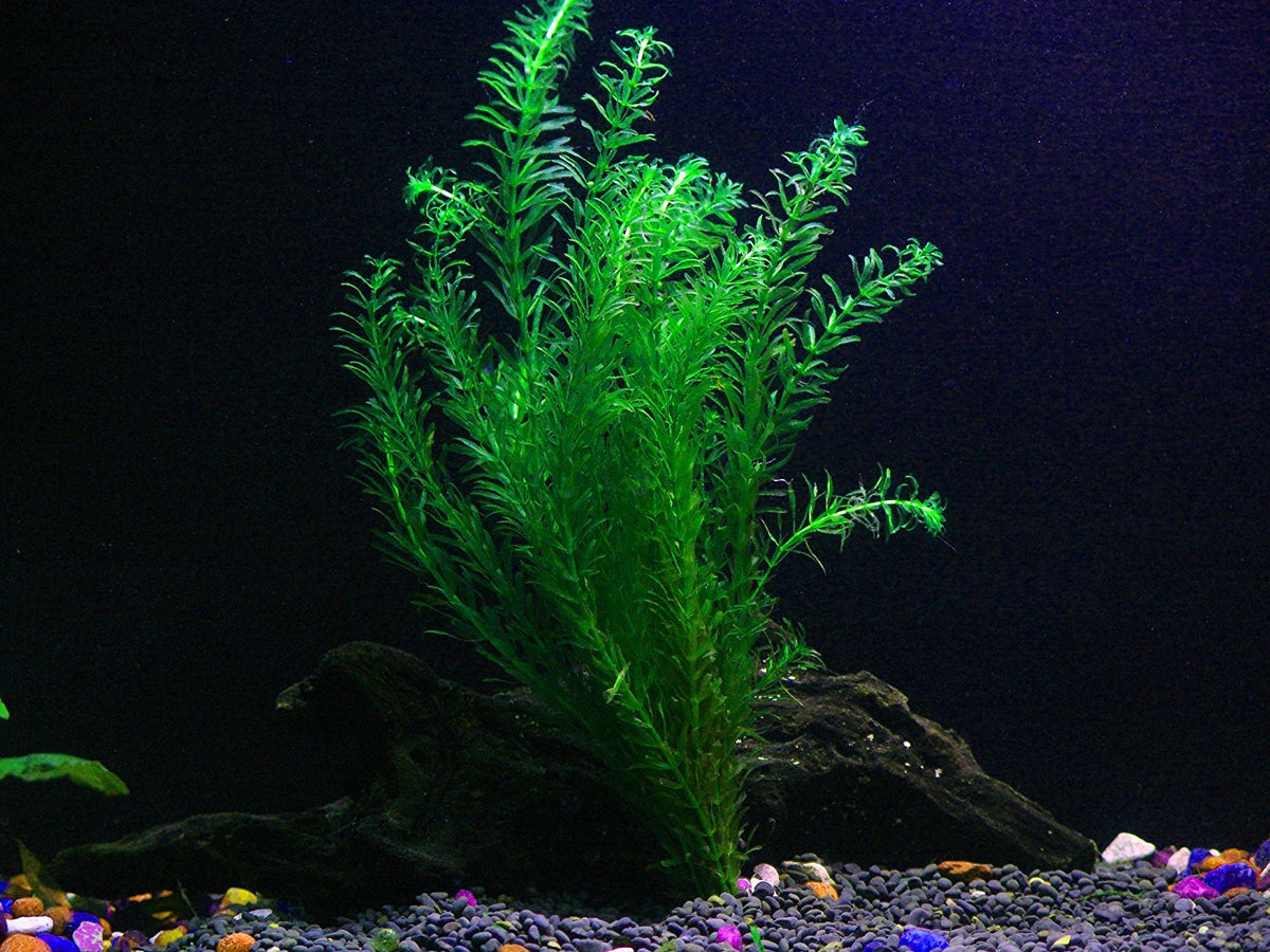 8 Species Aquarium Plants Bundle – Anacharis, Hornwort, Amazon Sword, Moneywort, Ludwigia and Cryptocoryne