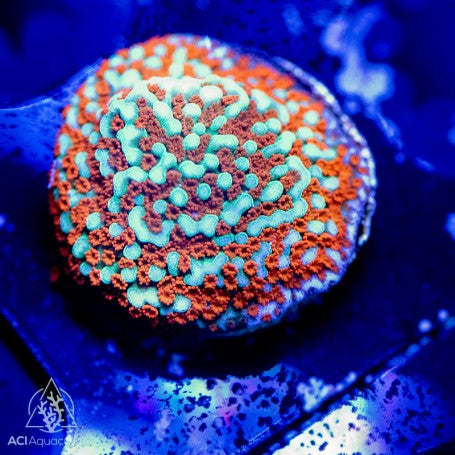 Aquaman Montipora representative coral frag; not WYSIWYG