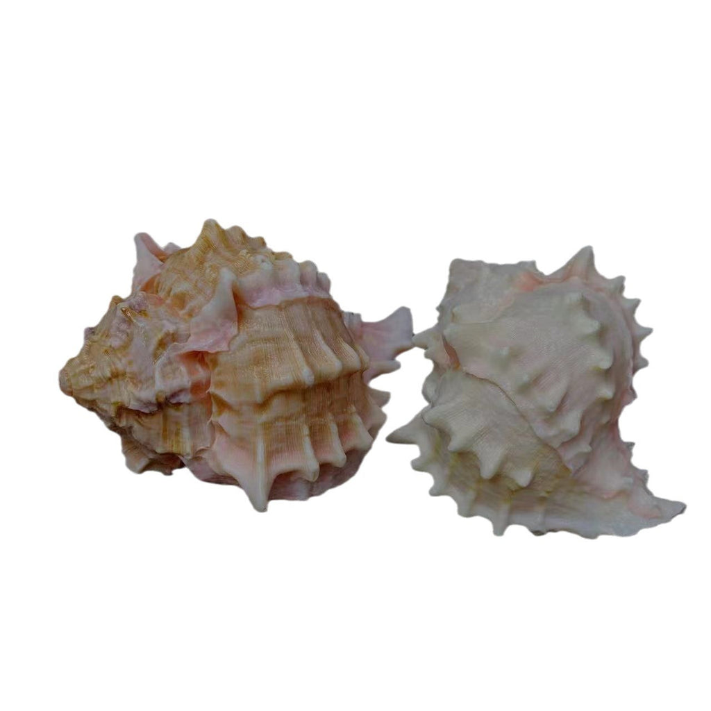 Red Rock Natural Conch Shell Aquarium Decor & Hermit Crab Shells