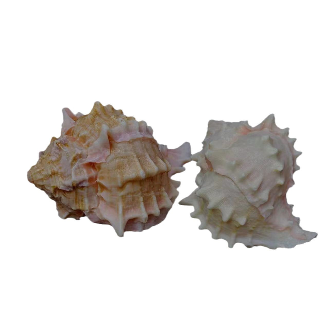 Red Rock Natural Conch Shell Aquarium Decor & Hermit Crab Shells