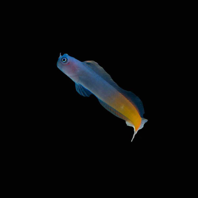 Bicolor Blenny – Ecsenius bicolor