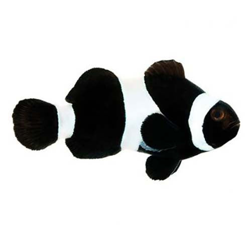 ORA Black & White Ocellaris Clownfish – Captive-Bred