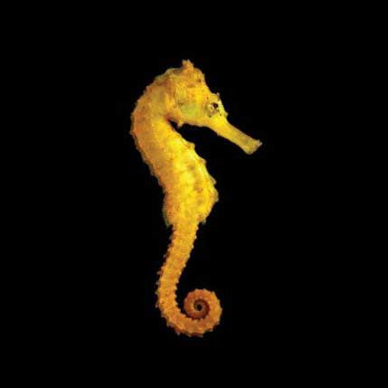 ORA Captive-Bred Brazilian Longsnout Reidi Seahorse – Male – Hippocampus reidi