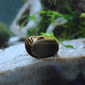 5x Assorted Nerite Snails
