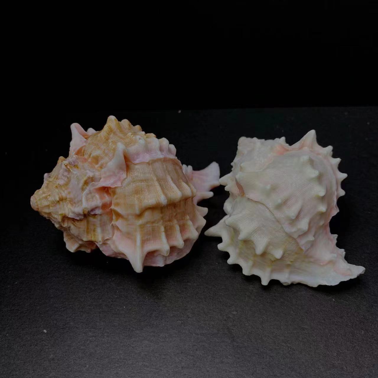 Red Rock Natural Conch Shell Aquarium Decor & Hermit Crab Shells