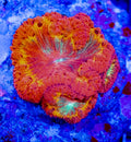 UC Hyperion Sun Blasto Colony