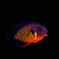 Coral Beauty Angelfish – Centropyge bispinosa