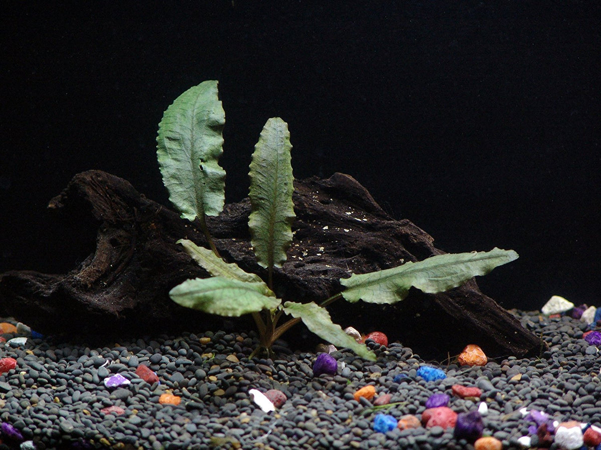 8 Species Aquarium Plants Bundle – Anacharis, Hornwort, Amazon Sword, Moneywort, Ludwigia and Cryptocoryne