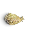 Algae Eating Sea Hare (Dolabella auricularia)