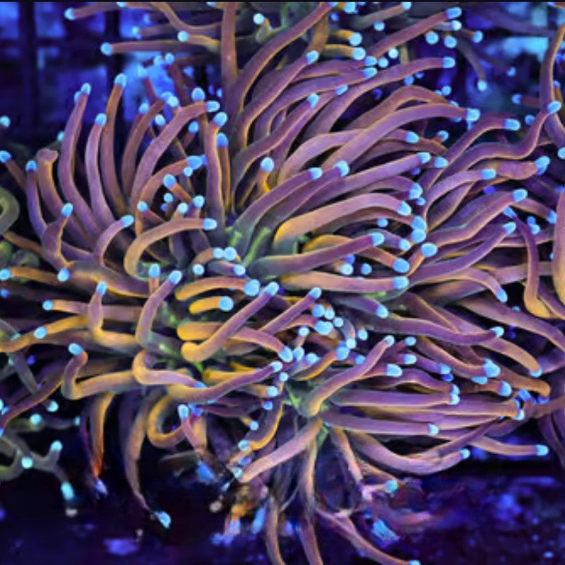 Dragon Tamer Torch Coral – 1–2 Heads – Live LPS Coral
