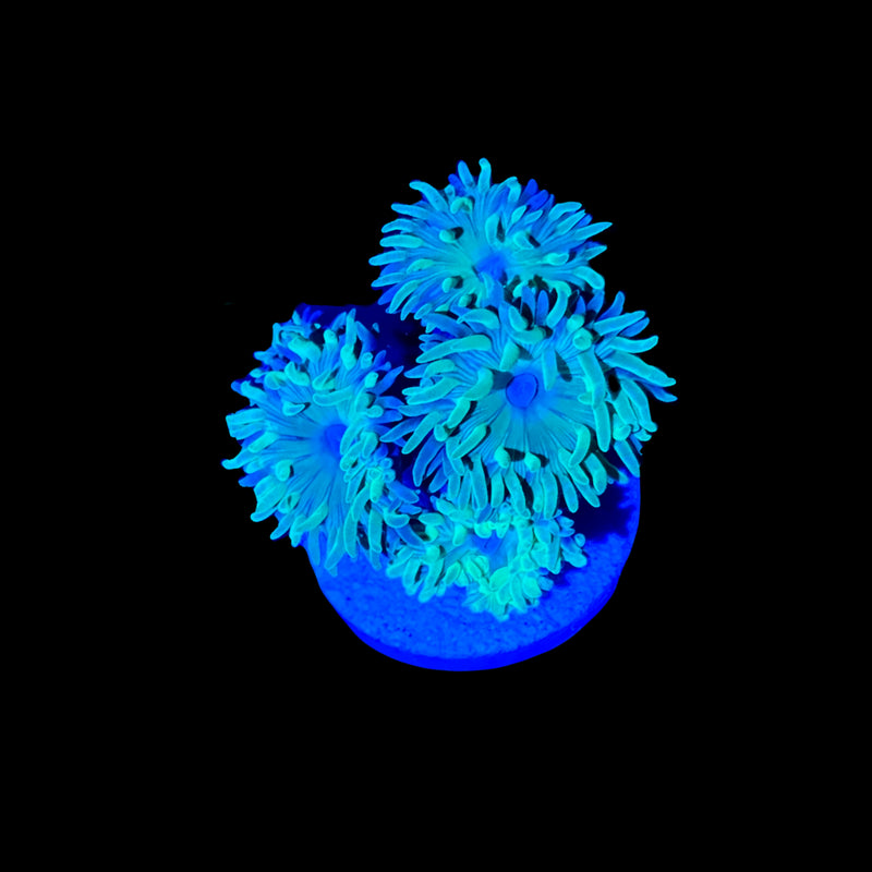 Duncan Coral – 3–4 Heads, 1–2"