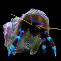 Electric Blue Hermit Crab (Calcinus elegans) | Reef-Safe Cleanup Crew