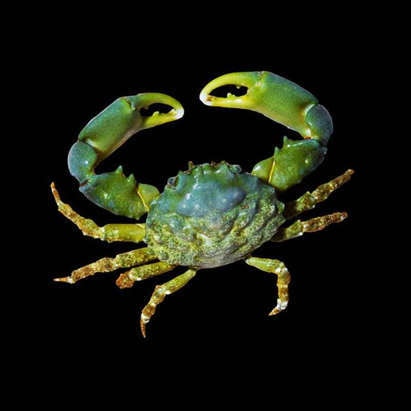 Emerald Crab (Mithraculus sculptus) | Reef-Safe Bubble Algae Cleanup Crab