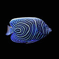 Emperor Angelfish Juvenile – Pomacanthus imperator