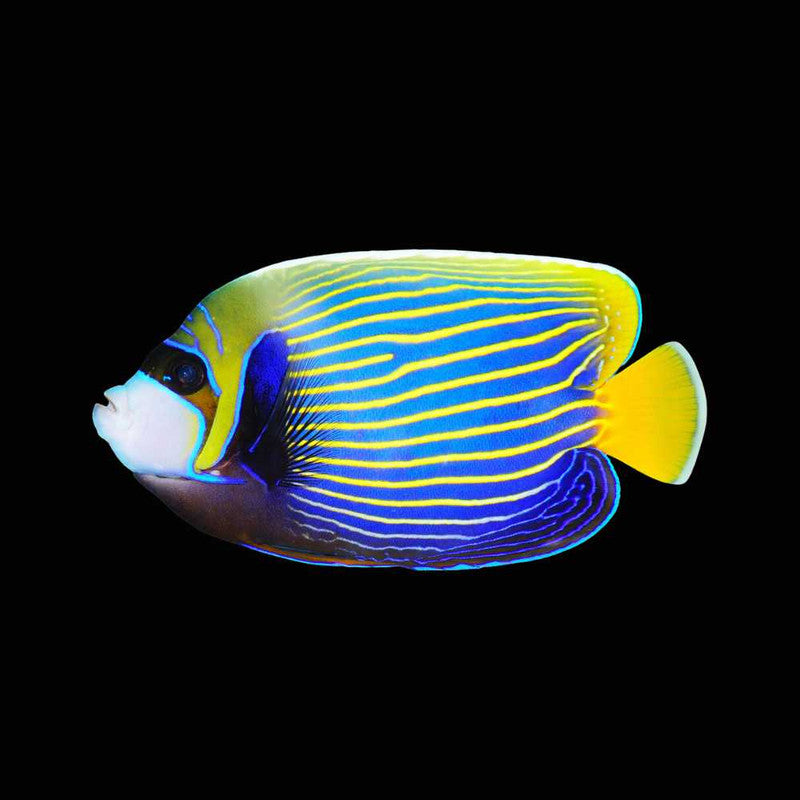 Adult Emperor Angelfish – 3–4.5" (Pomacanthus imperator)