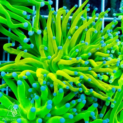 Holy Grail Torch Coral – 1–2 Heads – Live LPS Coral