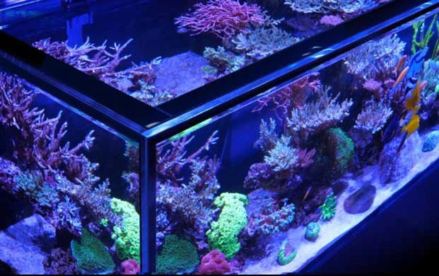 Red Sea REEF-FRAME MAX 350 – 93 Gallon Euro-Braced Reef Aquarium System