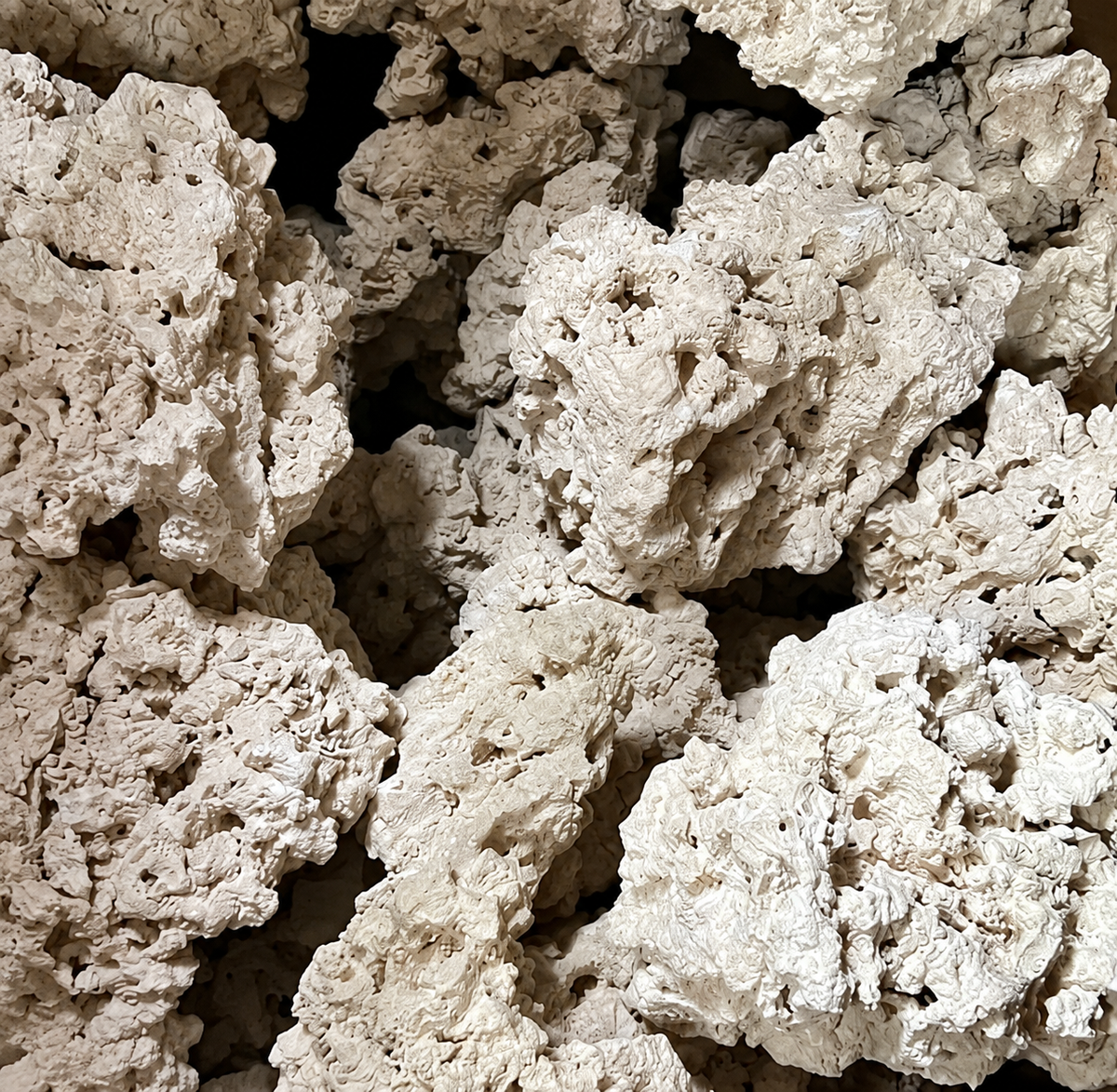 Representative large 7-inch-plus MarcoRocks Reef Saver; cleaned supplier reference