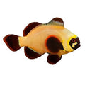 ORA Gold Nugget Maroon Clownfish – Captive-Bred Small