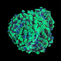 Green Splatter Hammer Coral – Small – Live LPS Coral