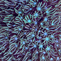 Green Pipe Organ Coral – Small – Live Soft Coral