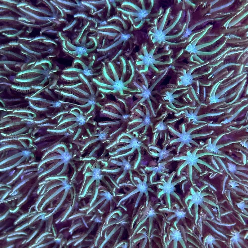 Green Pipe Organ Coral – Small – Live Soft Coral