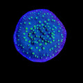 Hollywood Stunner Chalice Coral – ¾–1"