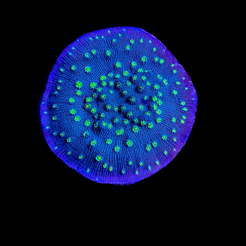 Hollywood Stunner Chalice Coral – ¾–1"