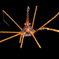 Arrow Crab (Stenorhynchus seticornis) – Marine Ornamental Crab; representative animal