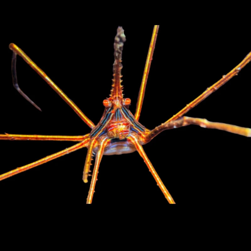 Arrow Crab (Stenorhynchus seticornis) – Marine Ornamental Crab; representative animal