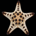 Chocolate Chip Starfish (Protoreaster nodosus) – Fish-Only Aquarium Sea Star; representative animal