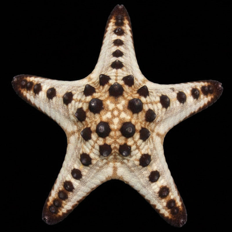 Chocolate Chip Starfish (Protoreaster nodosus) – Fish-Only Aquarium Sea Star; representative animal