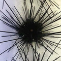 Black Long-Spine Sea Urchin – Marine Algae Grazer; representative animal