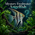Mystery Freshwater Angelfish – Pterophyllum scalare — IBA illustrative artwork; selection varies