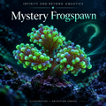 Mystery Frogspawn Coral – 1–2 Heads — IBA illustrative artwork; selection varies