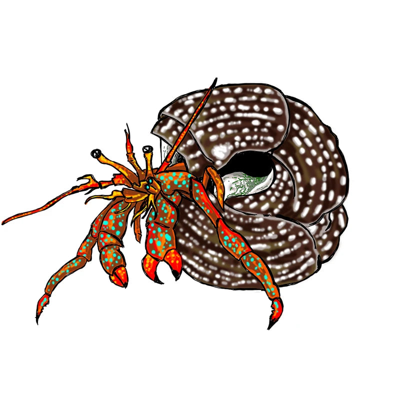 Red-Legged Hermit Crabs (Clibanarius sp.) – 5, 10 or 25 Pack; representative animal