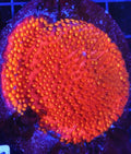 UC Ghost Pepper Cyphastrea Colony