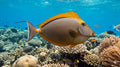 Blonde Naso Tang (Naso elegans) – Medium