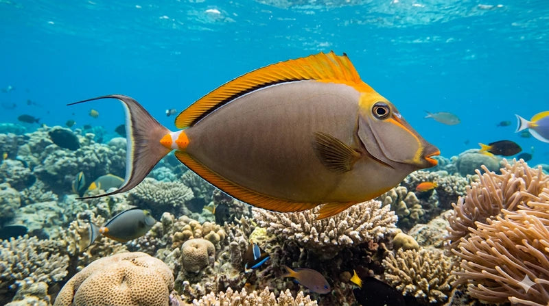Blonde Naso Tang (Naso elegans) – Medium
