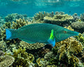 Green Bird Wrasse (Gomphosus varius) – Small